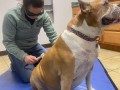 DOG Acupuncture 3