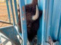 bison3