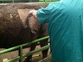 livestock care 09